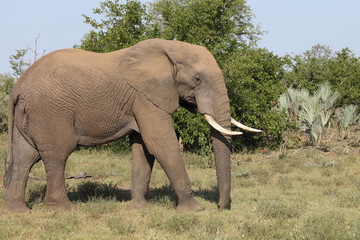 Obraz premium Afrikanischer Elefant / African elephant / Loxodonta africana