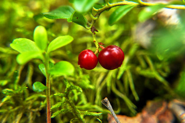 Cowberry