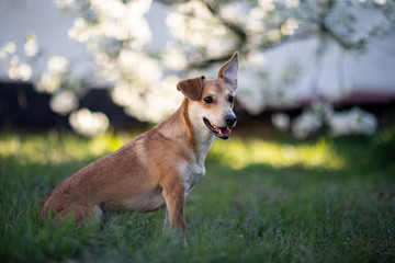 Portret siedzącego psa na zielonej trawie