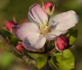 On dirait que du sucre s'est d&eacute;pos&eacute; sur ses fleurs de pommier