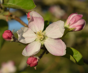 Une autre esp&egrave;ce de pommier et les fleurs qui &eacute;closent au printemps