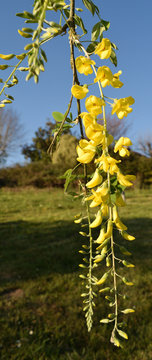 Grappes de fleurs jaunes du cytise arbre parfois toxique