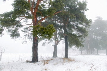Winter pine tree forest in a mist