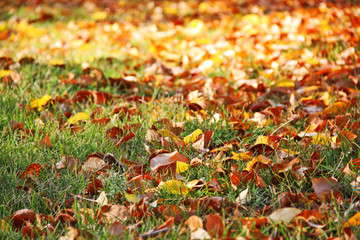 Bright colorful autumn leaves as background. Fallen leaves among the green grass. The problem of destruction of flora on earth.