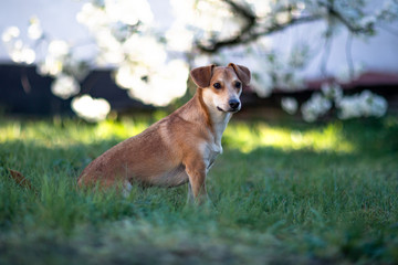 Portret siedzącego psa na zielonej trawie