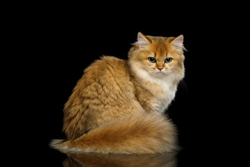 Angry British Red Cat with adorable Furry tail, angry looking back on Isolated Black Background