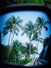 Palm Trees in Mirror