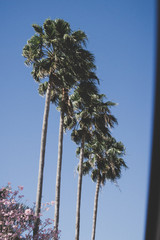Palm Trees