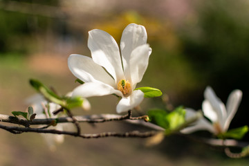  White magnolia blooms in spring