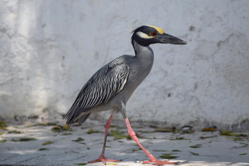 Yellow-crowned night heron, Panama