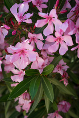 pink flowers in the garden