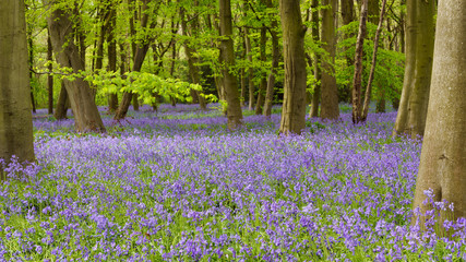 Wanstead Park Bluebells (2)