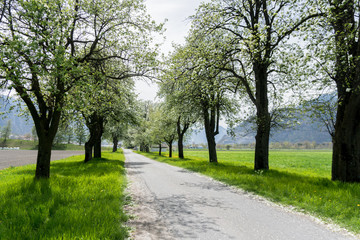 Fototapeta na wymiar country road with springtime trees with white blossoms
