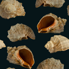 Seamless sea background with seashells on black background.