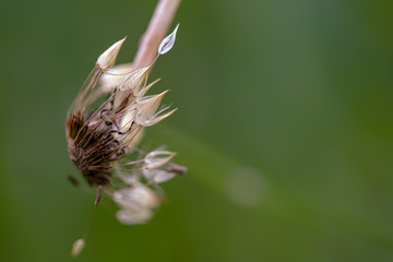 Macro photography of a broken stem dandelion seed head covered in morning dew. Captured at the Andean mountains of central Colombia.