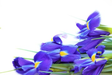 Purple flowers of irises 