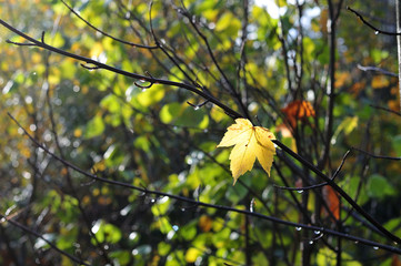 single maple leaf at bare twig