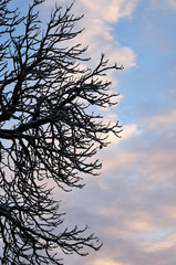 snow on bare branches of a tree