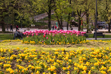 Public park and garden with tulips in Vrnjacka Banja, Serbia.