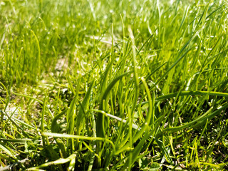 Young green grass. Fresh first green grass on the ground.