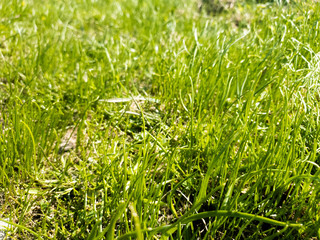 Young green grass. Fresh first green grass on the ground.
