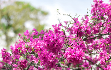 Obraz premium Bougainvillea Pink color on the bokeh background