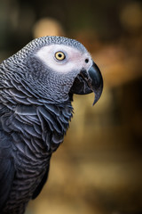 Closeup, gray parrot on brown bokeh