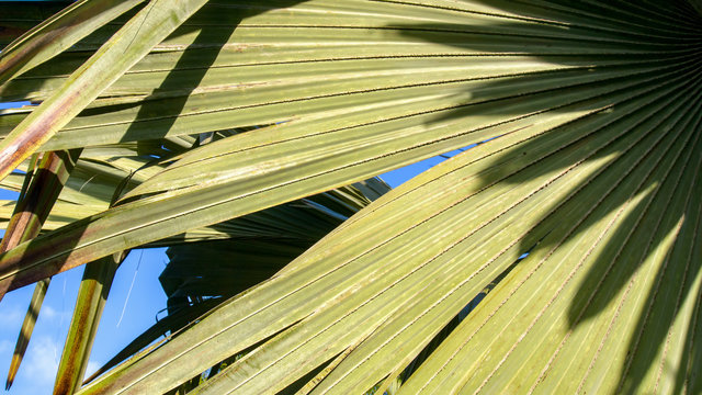 Close-up photography of the leaves of a borassus palmyra palm tree. Captured at the Andean mountains of southern Colombia.