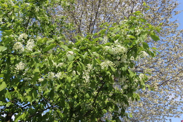  Bird cherry blossoms in delicate fragrant clusters of flowers on a sunny spring day