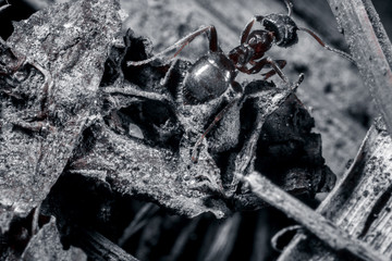 The ant is close-up.
