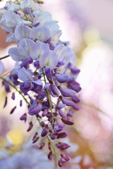 piante e fiori con obbiettivi vintage © tiky224