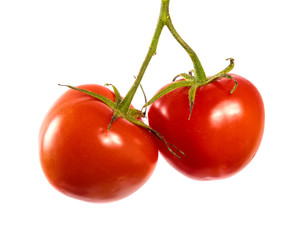 ripe red tomatoes on a branch. white background