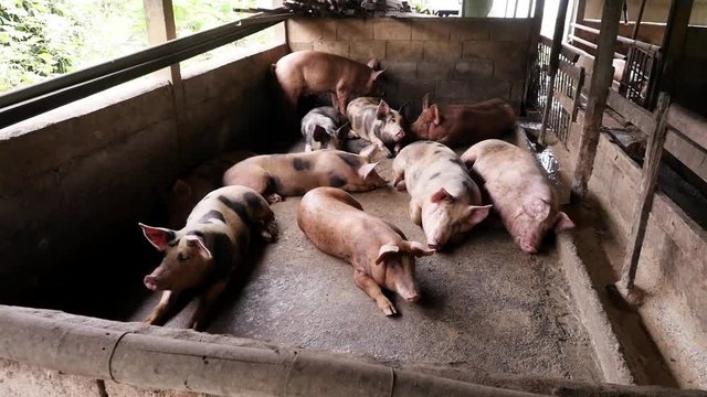 Pig nature farm