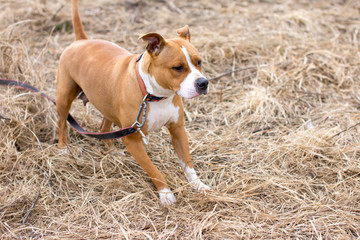 Dogs on a walk. American Staffordshire Terrier and pit bull Terrier.
