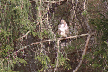 Wildvogel. Milan sitzt auf einem Ast im Tannenwald. 