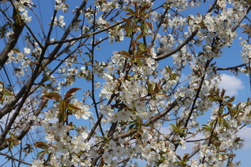  The fruit tree blooms with delicate fragrant white flowers on a sunny spring day