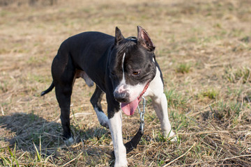 Dogs on a walk. American Staffordshire Terrier and pit bull Terrier.