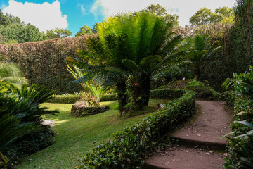 Fototapeta na wymiar Landscape view, Terra Nostra Garden, Sao Miguel Island, Azores, Portugal