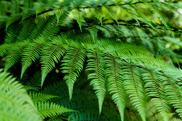 Green leaves texture. Fresh spring tropical leaves background