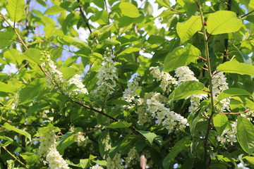  Bird cherry blossoms in delicate fragrant clusters of flowers on a sunny spring day