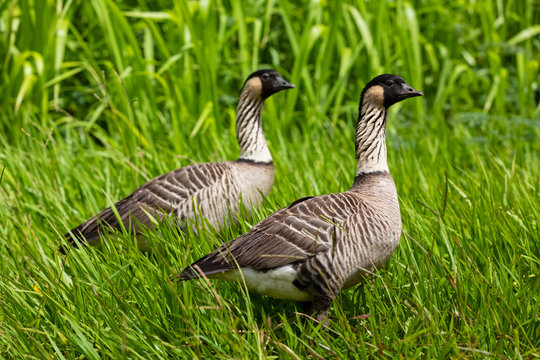 Hawaii, Kauai, Hawaiian geese, Branta sandvicensis