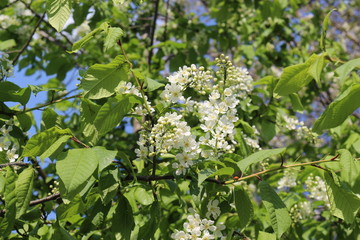  Bird cherry blossoms in delicate fragrant clusters of flowers on a sunny spring day