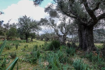 Fototapeta na wymiar Olivenbäume 