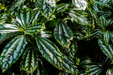 Lush foliage of decorative plant Pilea cadierei Alumnium Plant . Natural green background.