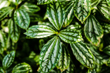 Aluminium Plant Pilea cadieri background of leaves. A tropical plant cultivated.