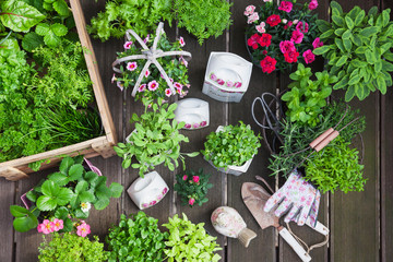 Planting herbs and flowers in to vintage storage pots for indoor farming