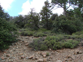Panorama of amazing mountain vegetation and trees of various shapes on the background of a cloudy blue sky.