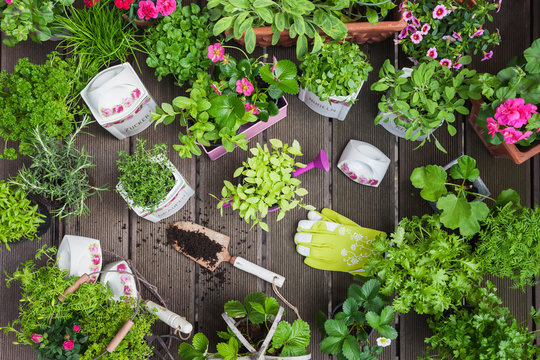 Planting herbs and flowers in to vintage storage pots for indoor farming