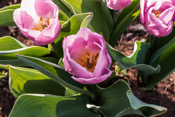 Wunderschöne farbige Tulpen blühen im Garten