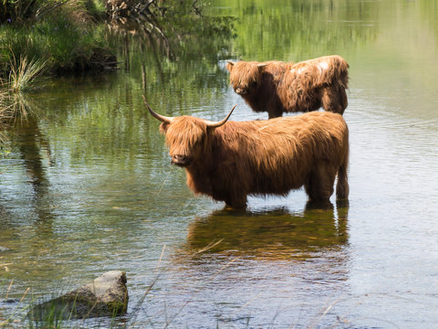 Great Britain, Scotland, Knoydart, highland cattle bathing